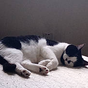 Loki is registered to the contest to win money with this photo: animal, bed, black_and_white, cat, cozy, cute, domestic, feline, fur, indoor, mammal, paw, peaceful, pet, quiet, relaxed, resting, sleeping, texture, whiskers