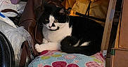 Loki joined the competition — help win amazing prizes! animal, bag, black_and_white, cardboard_box, cat, clutter, colorful, cozy, cute, fabric, feline, floral_cushion, home, indoor, pet, relaxed, resting, seat, soft, stuffed