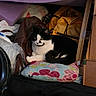 animal, bag, black_and_white, cardboard_box, cat, clutter, colorful, cozy, cute, fabric, feline, floral_cushion, home, indoor, pet, relaxed, resting, seat, soft, stuffed