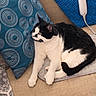 Loki is registered to the contest to win money with this photo: cat, black_and_white, indoor, couch, pillow, blue_pillow, knitted_blanket, beige_couch, pet, relaxing, feline, cozy, fur, domestic_animal, resting, home, comfortable, pattern, decor, cord