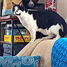 Loki joined the competition — help win amazing prizes! animal, black_and_white_cat, blue_pillow, board_games, cat, couch, cozy, curious_cat, domestic, ears, fur, furniture, household_items, indoor, knitted_blanket, living_room, pet, pillow, shelf, whiskers