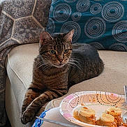 Ruby is registered to the contest to win money with this photo: cat, tabby_cat, sofa, cushion, blanket, patterned_pillow, food_plate, banana_slices, indoor, pet, feline, resting, curious, fur, whiskers, domestic_animal, home, cozy, relaxed, human_hand