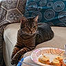 cat, tabby_cat, sofa, cushion, blanket, patterned_pillow, food_plate, banana_slices, indoor, pet, feline, resting, curious, fur, whiskers, domestic_animal, home, cozy, relaxed, human_hand