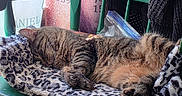 Ruby joined the competition — help win amazing prizes! cat, tabby_cat, sleeping, chair, green_chair, blanket, leopard_print, indoor, window, curtains, wooden_furniture, cozy, pet, resting, feline, sunlight, floor, quiet, domestic_animal, relaxing