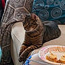 Ruby is registered to the contest to win money with this photo: cat, tabby, couch, pillow, blanket, indoor, pet, animal, relaxed, feline, fur, home, living_room, pattern, food, plate, banana, cozy, seated, resting