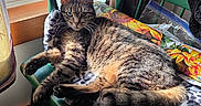 Ruby is registered to the contest to win money with this photo: animal, blanket, cat, chair, cozy, daylight, feline, floral_cushion, fur, green_chair, home, indoor, paw, pet, relaxed, resting, sunlight, tabby_cat, whiskers, window