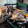 Ruby is registered to the contest to win money with this photo: cat, tabby_cat, chair, green_chair, window, sunlight, blanket, floral_cushion, indoor, relaxed, pet, animal, feline, cozy, resting, fur, whiskers, paw, home, daylight