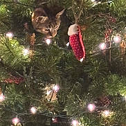 Soffie is registered to the contest to win money with this photo: cat, kitten, christmas_tree, christmas_lights, ornament, stocking, pine_branches, greenery, twinkle_lights, holiday, festive, decorations, feline, pet, curious, indoor, seasonal, closeup, animal, nature