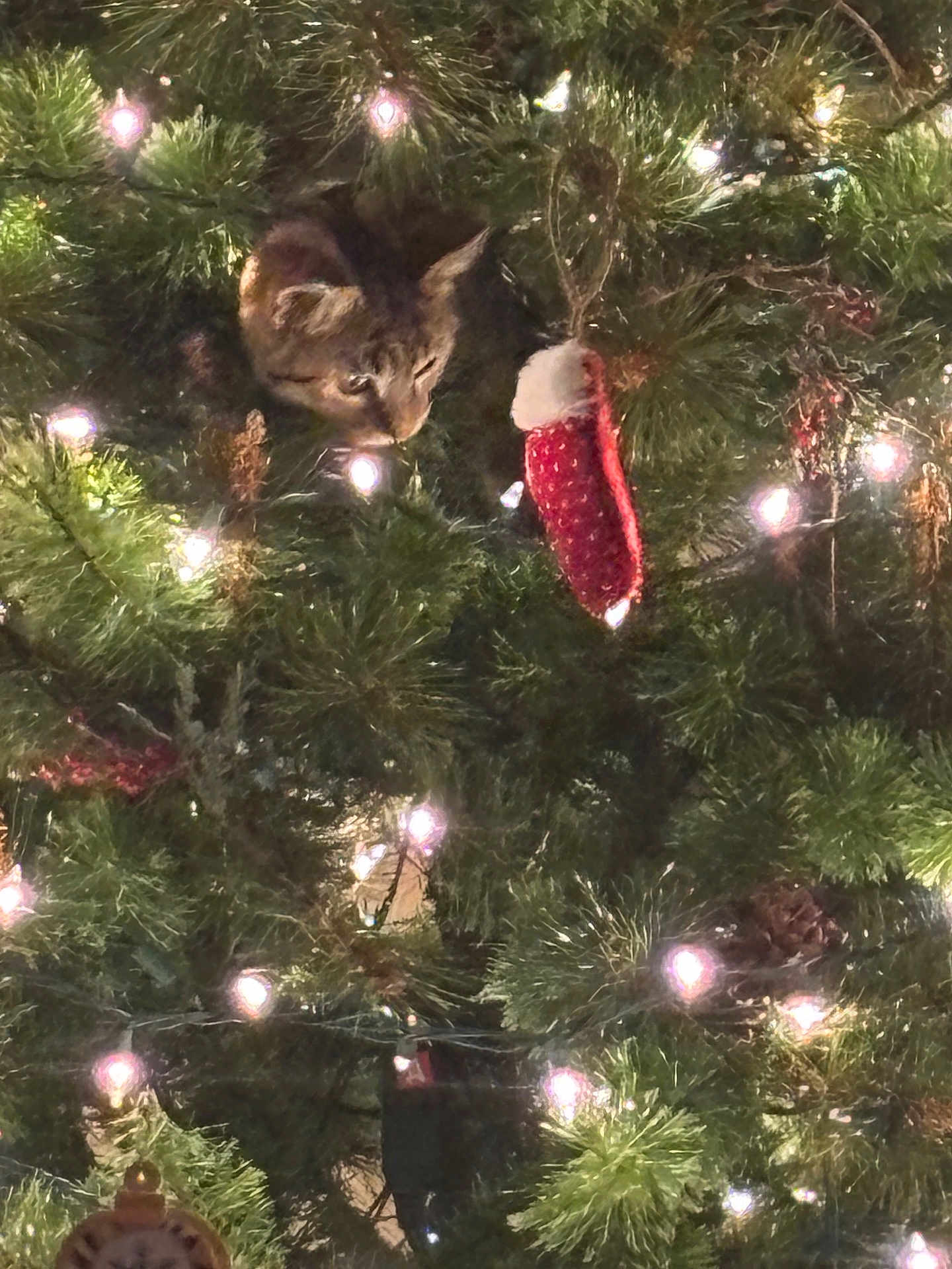 Soffie is registered to the contest to win money with this photo: cat, kitten, christmas_tree, christmas_lights, ornament, stocking, pine_branches, greenery, twinkle_lights, holiday, festive, decorations, feline, pet, curious, indoor, seasonal, closeup, animal, nature