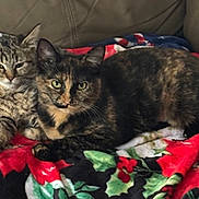 Friends is registered to the contest to win money with this photo: animal, blanket, cat, cats, companion, couch, cozy, domestic_animal, ears, eyes, feline, fur, indoor, pet, relaxed, resting, snuggling, tabby_cat, tortoiseshell_cat, whiskers