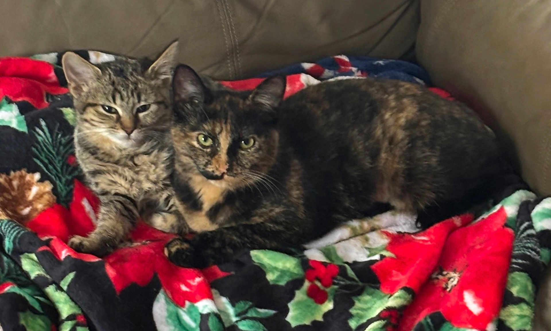 Friends is registered to the contest to win money with this photo: animal, blanket, cat, cats, companion, couch, cozy, domestic_animal, ears, eyes, feline, fur, indoor, pet, relaxed, resting, snuggling, tabby_cat, tortoiseshell_cat, whiskers