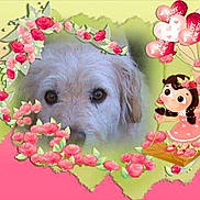 Falco participe au concours pour gagner de l'argent avec cette photo :