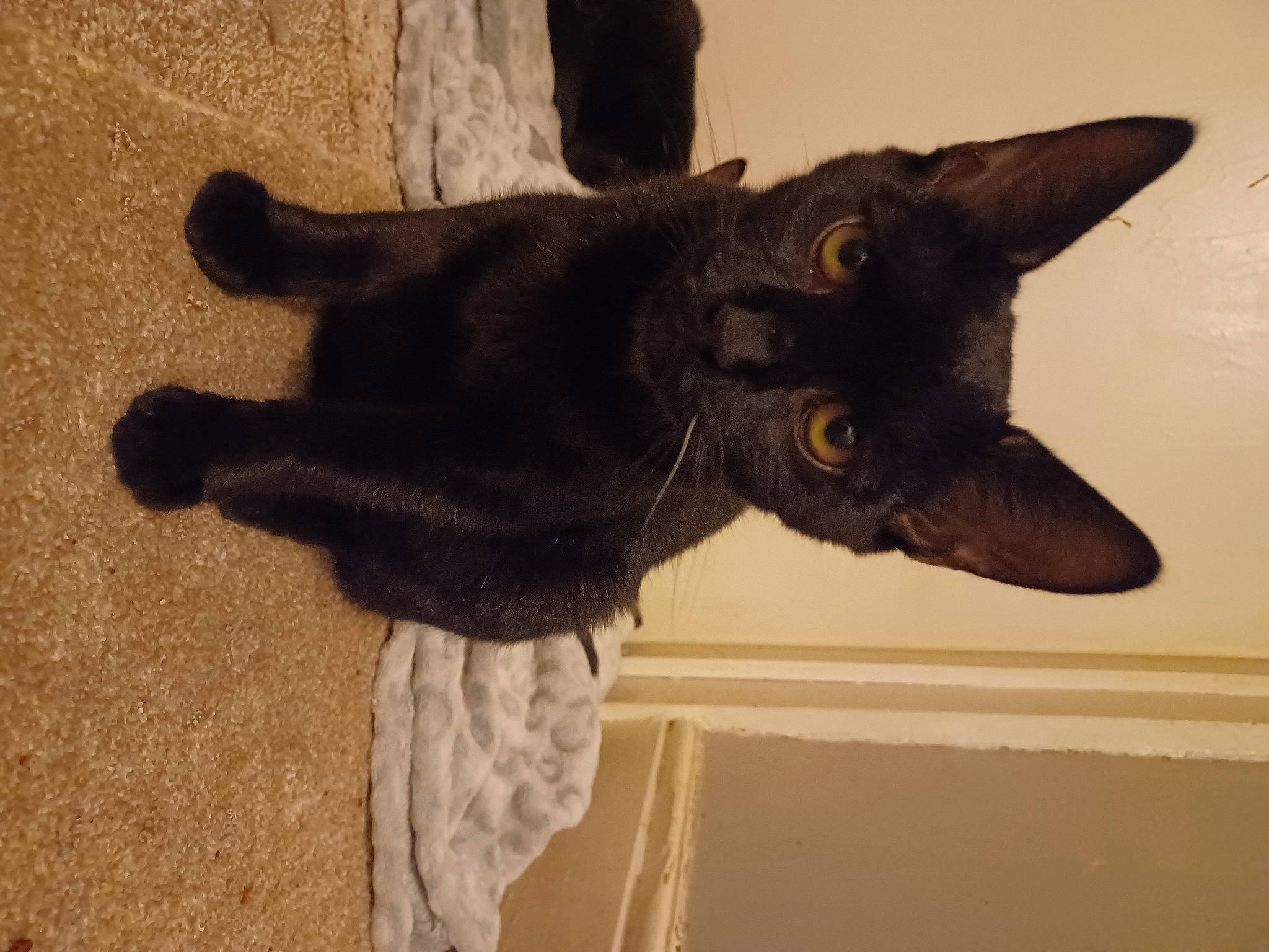 Noodle is registered to the contest to win money with this photo: black_cat, carnivore, cat, claw, domestic_short_haired_cat, felidae, flooring, fur, sculpture, shadow, small_to_medium_sized_cats, snout, tail, terrestrial_animal, whiskers, window, wood