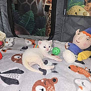 Maximus is registered to the contest to win money with this photo: kitten, white_cat, blanket, plush_toy, green_ball, soft_toy, pet_enclosure, mesh_window, animal_print, cute, indoor, small_animal, toy, cozy, feline, young_animal, colorful, playful, resting, fabric