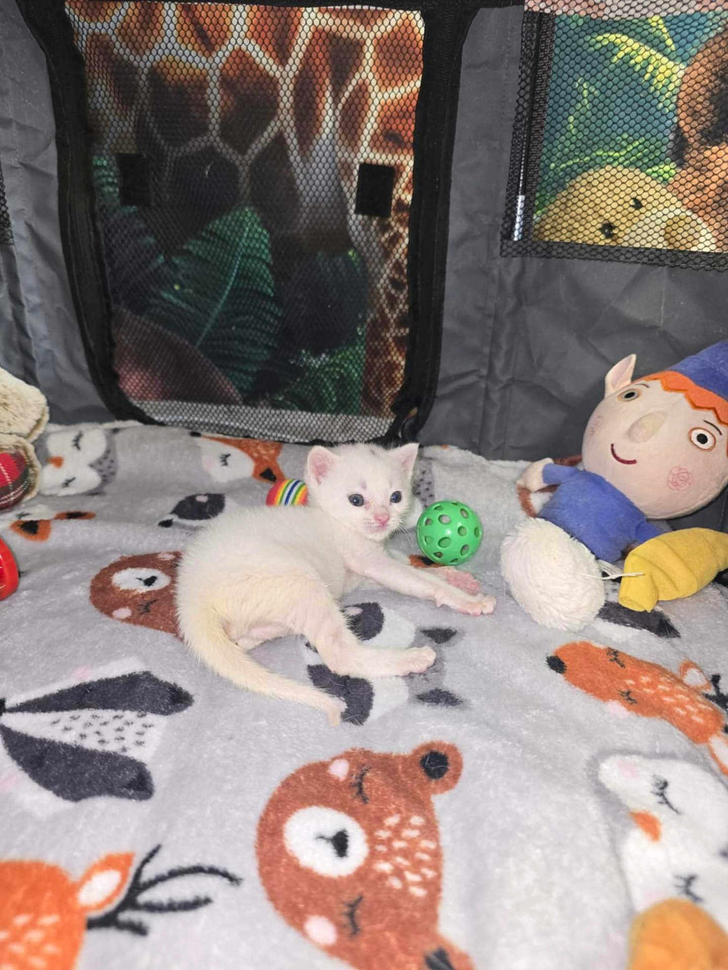 Maximus is registered to the contest to win money with this photo: kitten, white_cat, blanket, plush_toy, green_ball, soft_toy, pet_enclosure, mesh_window, animal_print, cute, indoor, small_animal, toy, cozy, feline, young_animal, colorful, playful, resting, fabric