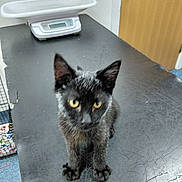 Blackie joined the competition — help win amazing prizes! kitten, black_cat, yellow_eyes, scratched_surface, indoor, scale, door, curious, pet, animal, young_cat, feline, looking_up, floor, table, scratches, ears, whiskers, fur, small