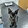 Blackie