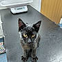 animal, black_cat, curious, door, ears, feline, floor, fur, indoor, kitten, looking_up, pet, scale, scratched_surface, scratches, small, table, whiskers, yellow_eyes, young_cat