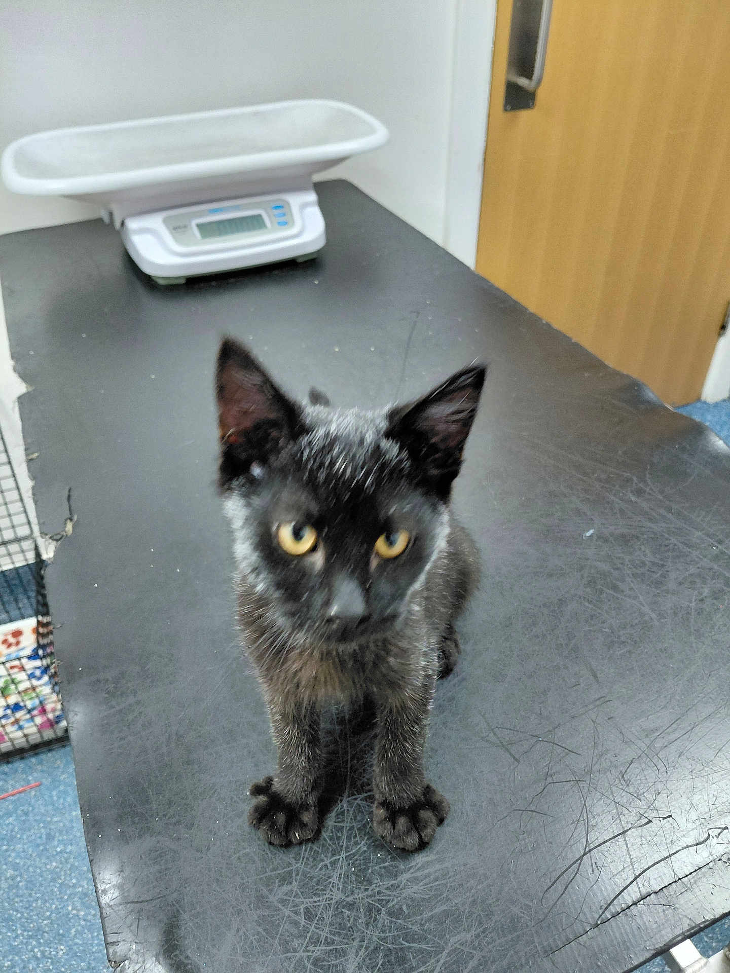 Blackie joined the competition — help win amazing prizes! kitten, black_cat, yellow_eyes, scratched_surface, indoor, scale, door, curious, pet, animal, young_cat, feline, looking_up, floor, table, scratches, ears, whiskers, fur, small