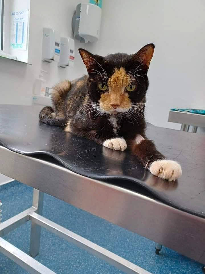 Kitty joined the competition — help win amazing prizes! carnivore, cat, cat_supply, claw, comfort, domestic_short_haired_cat, felidae, fur, light_switch, paw, pet_supply, room, small_to_medium_sized_cats, snout, tail, wall_plate, whiskers