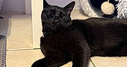 Okarun is registered to the contest to win money with this photo: animal, black_cat, cat, cat_tunnel, cozy, domestic_cat, feline, floor, furniture, home, indoor, pet, playful, quiet, relaxed, resting, sleeping, tile_floor, toy, white_table_leg
