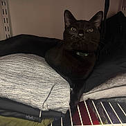 Okarun is registered to the contest to win money with this photo: animal, black_cat, cat, closet, cozy, curious, cute, domestic, fabric, folded_clothes, fur, hidden, home, indoor, pet, quiet, resting, shelf, stack, whiskers