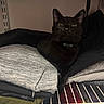 animal, black_cat, cat, closet, cozy, curious, cute, domestic, fabric, folded_clothes, fur, hidden, home, indoor, pet, quiet, resting, shelf, stack, whiskers