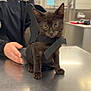 Okarun joined the competition — help win amazing prizes! black_cat, kitten, pet, animal, harness, table, metal_surface, person_hand, indoor, veterinary_clinic, curious, small_animal, domestic_cat, feline, young_cat, looking_at_camera, short_fur, ears_up, whiskers, close_up