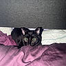Okarun is registered to the contest to win money with this photo: alert, animal, bed, black_cat, blanket, cat, cozy, curious, domestic_cat, ears, feline, fur, indoor, looking, pet, purple_blanket, resting, soft_texture, whiskers, wide_eyes