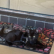 Okarun is registered to the contest to win money with this photo: black_cat, cat, close_up, decorative_mat, door, doormat, floor, fur, green_eyes, harness, home, indoor, leash, paws, pet, portrait, relaxed, tile_step, tiles, whiskers