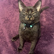 Okarun joined the competition — help win amazing prizes! cat, gray_cat, pet, collar, indoor, feline, fur, whiskers, ears, sitting, blanket, purple, cozy, content, animal, cute, domestic, closeup, paw, tail