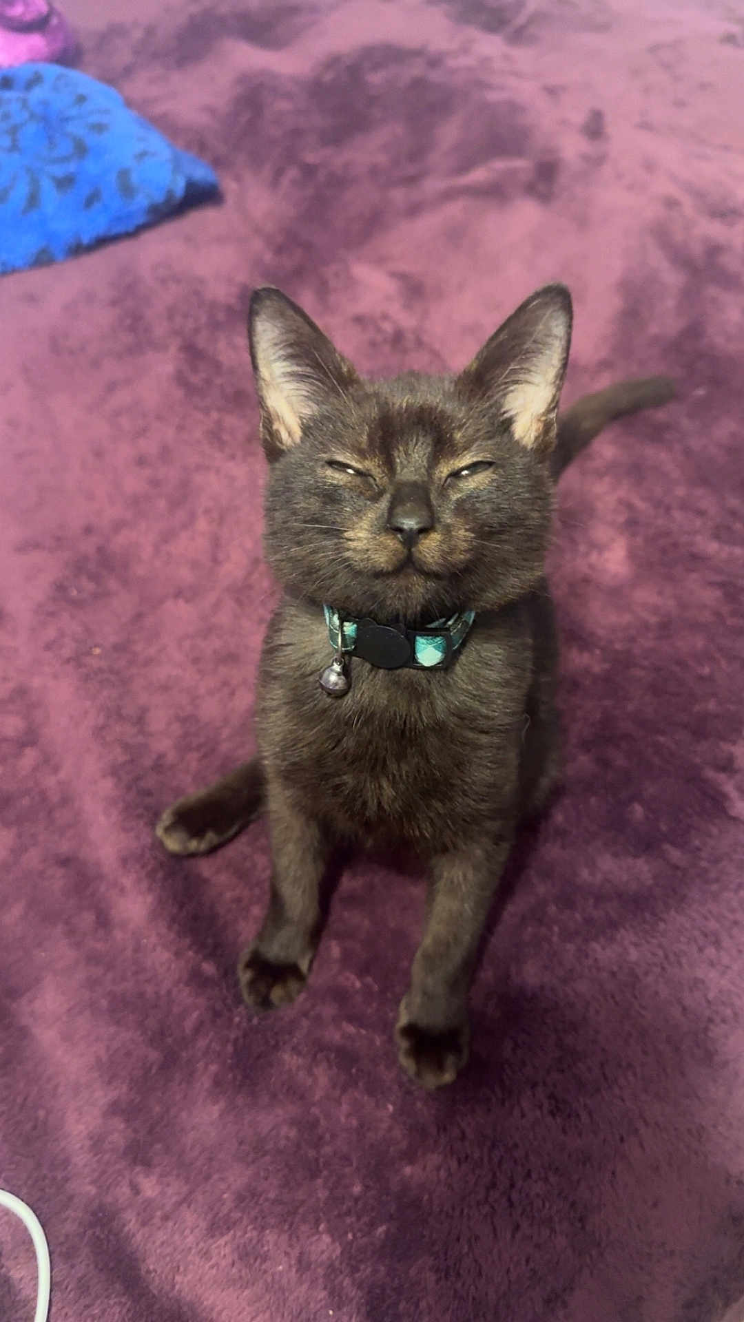 Okarun joined the competition — help win amazing prizes! cat, gray_cat, pet, collar, indoor, feline, fur, whiskers, ears, sitting, blanket, purple, cozy, content, animal, cute, domestic, closeup, paw, tail