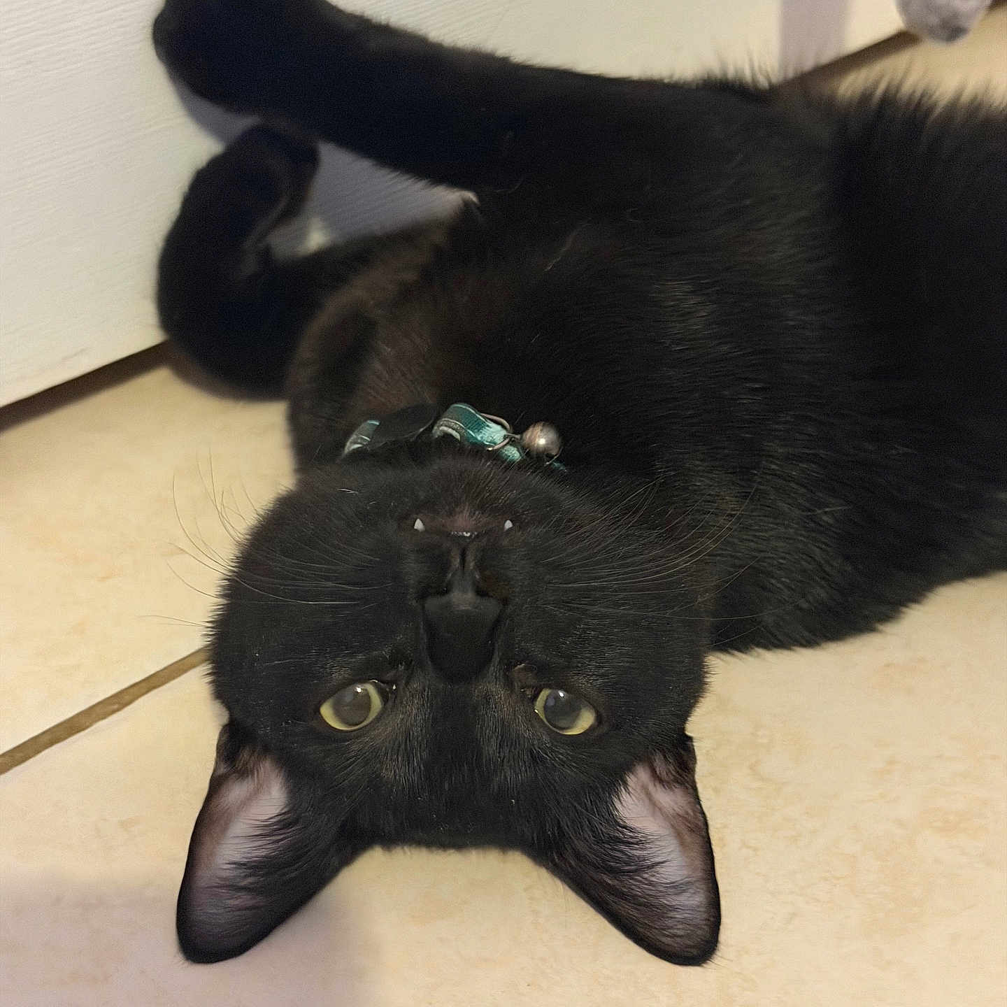 Okarun joined the competition — help win amazing prizes! animal, bell, black_cat, cat, collar, cute, domestic, door, eyes, feline, floor, fur, indoor, paw, pet, playful, resting, tiled_floor, upside_down, whiskers