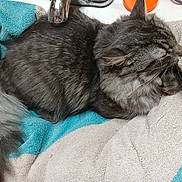 Biggie is registered to the contest to win money with this photo: bathroom, brown_fur, cat, closeup, cozy, domestic_cat, faucet, fluffy_tail, fur_texture, gray_fur, household, long_hair, nap, pet, relaxed, sink, sleeping_cat, tabby, towel, whiskers