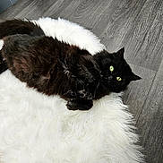 Hermione participe au concours pour gagner de l'argent avec cette photo : angora, animal, architecture, blackcat, building, cat, chair, clothing, couch, fur, furniture, hardwood, homedecor, indoors, interiordesign, kitten, manx, pet, plywood, wood