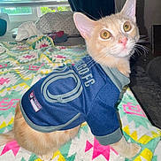 Sanji joined the competition — help win amazing prizes! cat, orange_cat, pet_clothing, jersey, bed, blanket, patterned_blanket, indoor, window, curtains, natural_light, feline, whiskers, ears, cute, domestic_animal, animal_portrait, soft_light, looking_away, cozy