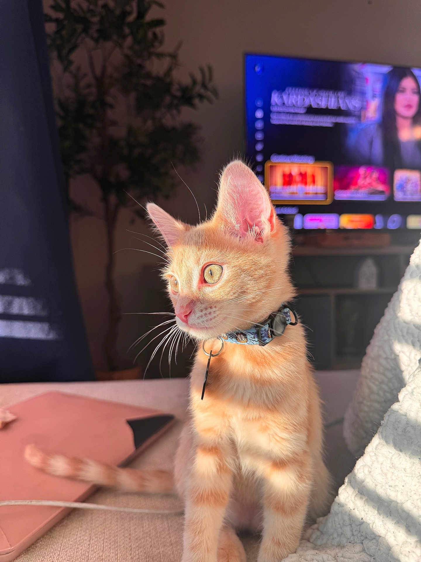 Sanji is registered to the contest to win money with this photo: cat, kitten, ginger_cat, collar, indoor, sunlight, cozy, furniture, plant, television, blurred_background, pet, whiskers, fur, curious, young_animal, domestic_cat, table, blanket, couch