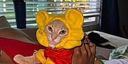 Sanji is registered to the contest to win money with this photo: cat, costume, yellow, red, person, hand, bed, window_blinds, curtain, indoor, pet, feline, clothing, resting, human_hand, bracelet, closeup, cute, animal, casual