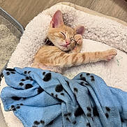 Sanji joined the competition — help win amazing prizes! animal, blanket, cat, collar, cozy, cute, domestic_cat, fur, indoor, kitten, orange_tabby, paw_prints, pet_bed, pink_nose, relaxed, resting, sleeping, soft, whiskers, young_cat