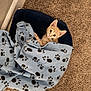 Sanji is registered to the contest to win money with this photo: kitten, cat, blanket, paw_prints, pet_bed, carpet, indoor, cozy, feline, fur, cute, animal, small, resting, curious, orange, young, domestic, comfort, home