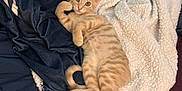 Sanji is registered to the contest to win money with this photo: animal, bed, blanket, cat, comfort, cozy, cute, ears, fur, indoor, kitten, orange_tabby, paws, pet, relaxed, resting, sleepy, soft, tail, whiskers