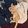 Sanji is registered to the contest to win money with this photo: kitten, cat, orange_tabby, blanket, bed, cozy, fur, pet, cute, relaxed, indoor, animal, whiskers, tail, ears, paws, sleepy, soft, comfort, resting