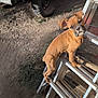 puppy, dog, ladder, outdoor, truck, vehicle, dirt, sunlight, shadow, metal, curious, pet, brown, canine, playful, animal, young, ground, step, looking_up