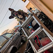 Chantel is registered to the contest to win money with this photo: dog, puppy, tongue_out, ears, metal_ladder, bicycle, truck, outdoor, sunset, tools, yard, vehicle, playful, pet, construction, aluminum, street, sky, tree, fence