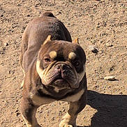 Nitro is registered to the contest to win money with this photo: bulldog, dog, animal, pet, outdoor, dirt, rocky_ground, shadow, sunlight, canine, mammal, fur, wrinkles, ears, paws, expression, standing, nature, daylight, companion