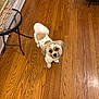dog, small_dog, pet, indoor, wooden_floor, flooring, table, basket, curious, looking_up, white_fur, brown_fur, fur, ears, tail, house, home_interior, animal, companion, cute