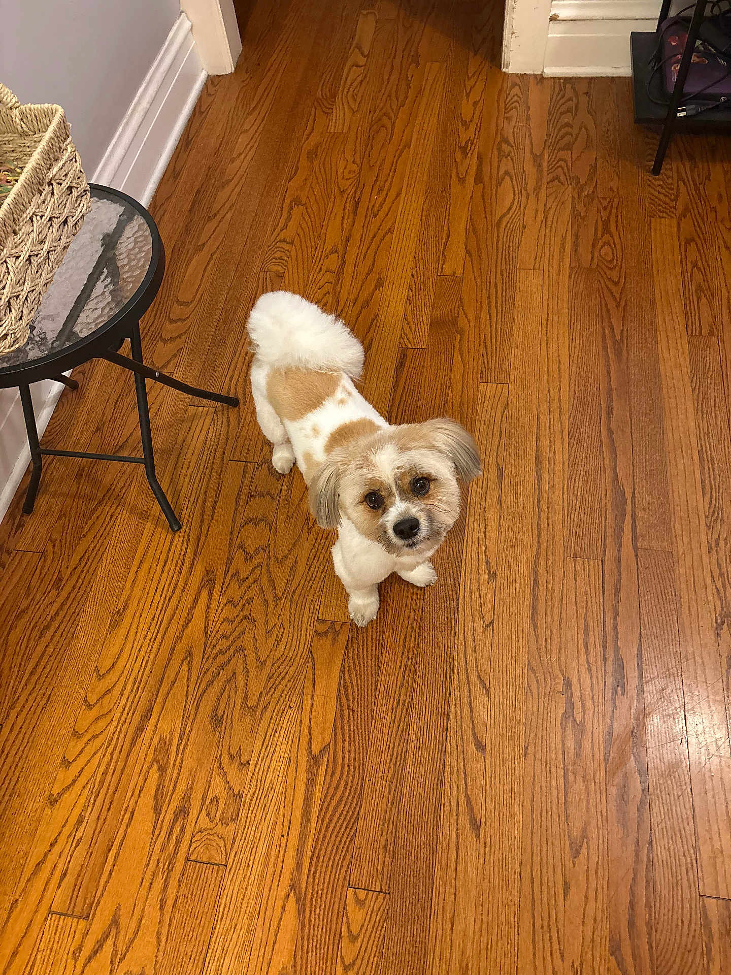 Teddy