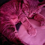 Chaussette participe au concours pour gagner de l'argent avec cette photo : animal, bed, cat, closeup, comfort, cozy, cute, feline, fur, indoor, mammal, nap, paw, pet, relaxed, resting, sleeping, soft, striped, whiskers