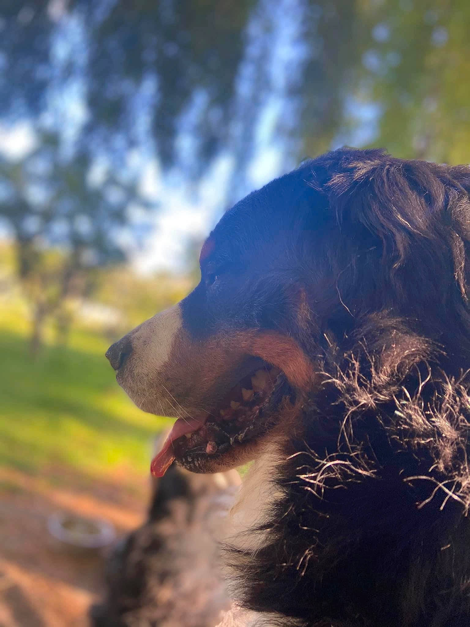 Oréo a rejoint le concours — aidez-le/la à gagner de superbes lots ! backlighting, canidae, carnivore, companion_dog, dog, dog_breed, electric_blue, fang, fawn, fur, grass, happy, lens_flare, liver, plant, snout, sporting_group, tree, water, wildlife