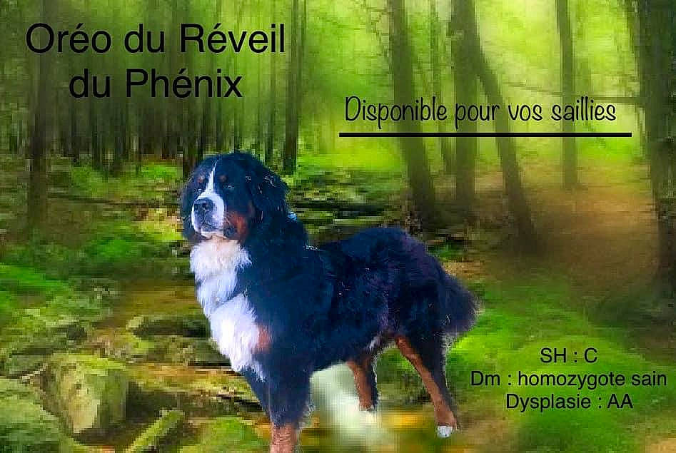 Oréo a rejoint le concours — aidez-le/la à gagner de superbes lots ! art, carnivore, companion_dog, dog, dog_breed, drawing, font, forest, grass, green, illustration, light, natural_landscape, nature, painting, plant, poster, sporting_group, terrestrial_plant, tree